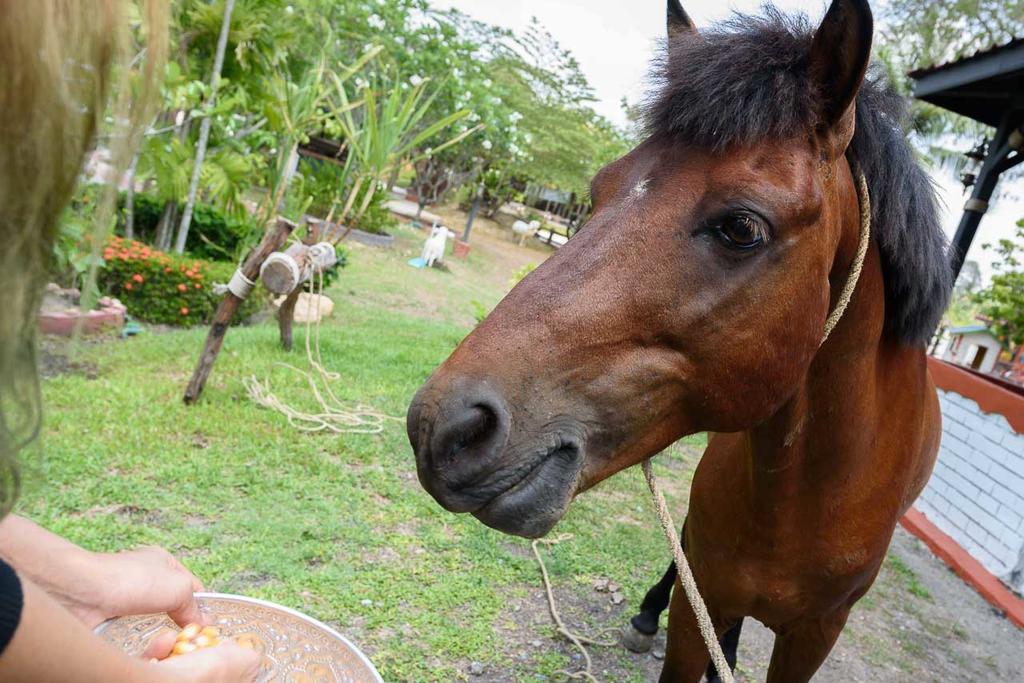 Cowboy Farm Resort Pattaya Ban Huai Yai Экстерьер фото